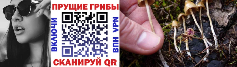 Псилоцибиновые грибы мицелий Кущёвская